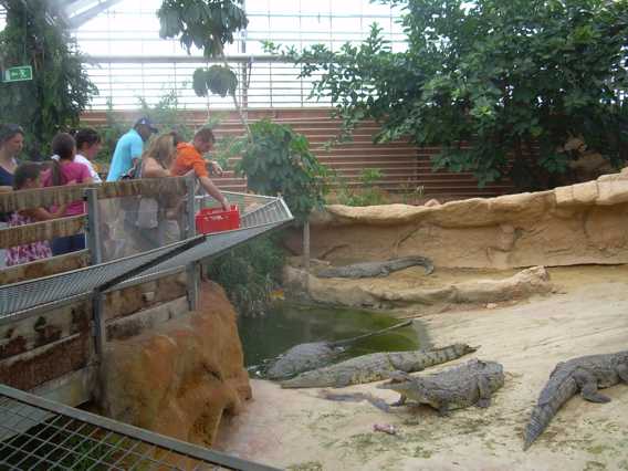 ferme de crocodille 10.jpg